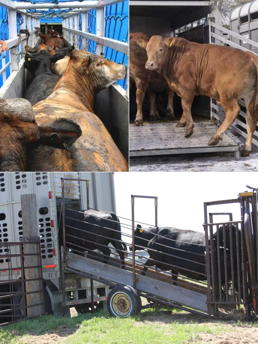 الثروة الحيوانية