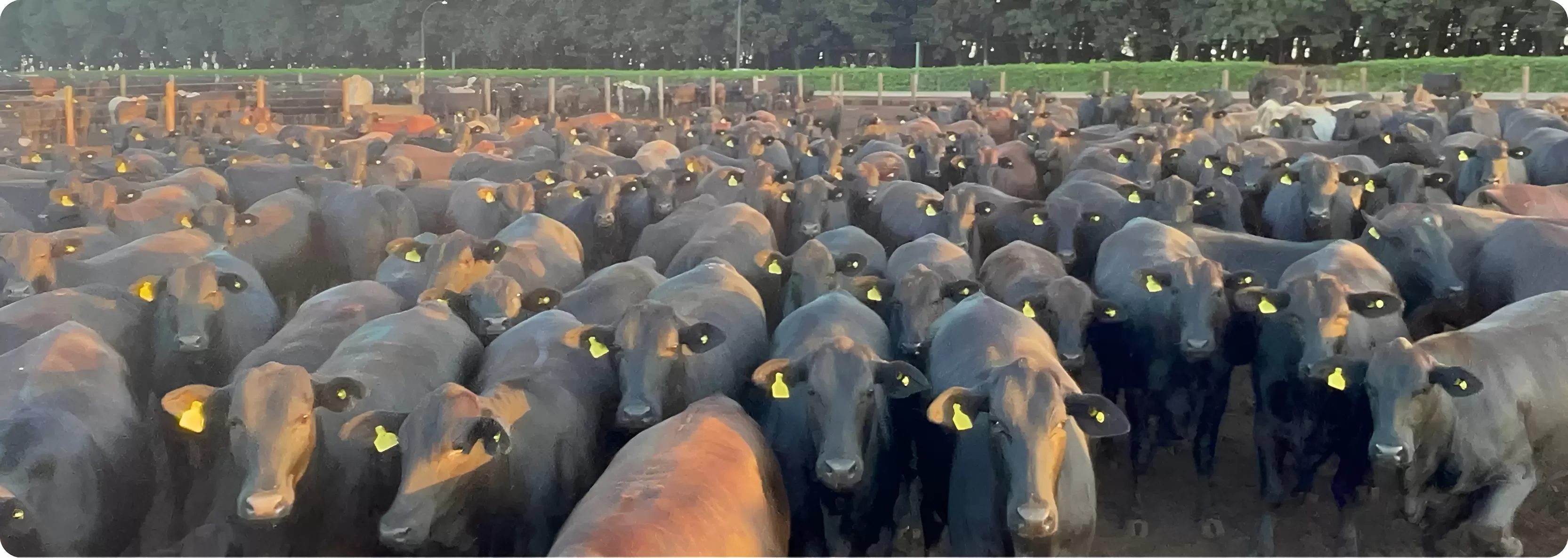 الثروة الحيوانية